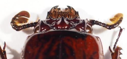 Réf. 308 042 : Passalus striolatus
